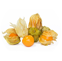 Physalis